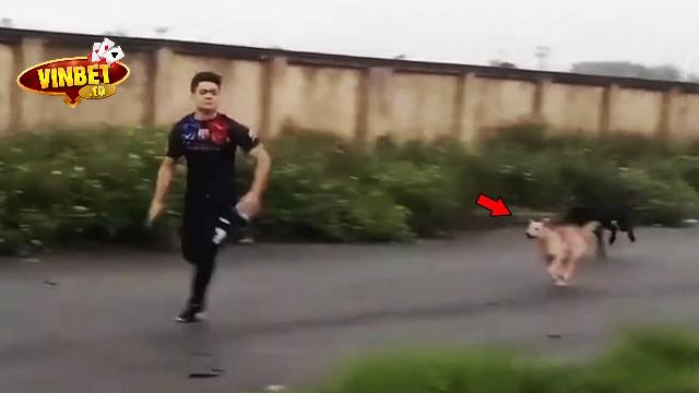 Mơ thấy chó rượt cắn