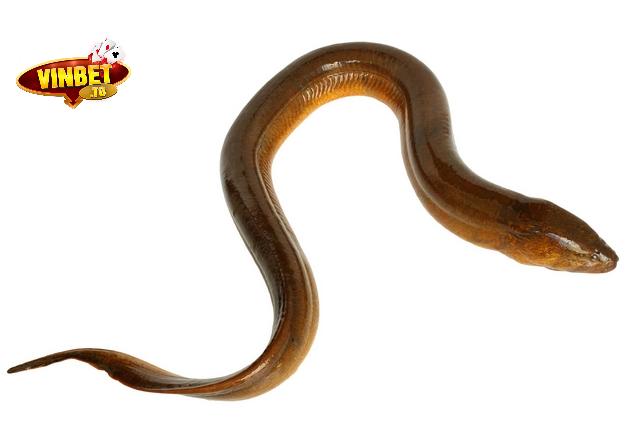 Mơ thấy con lươn màu vàng đánh đề con gì