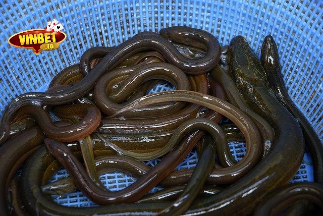 Mơ thấy nhiều con lươn đánh số gì