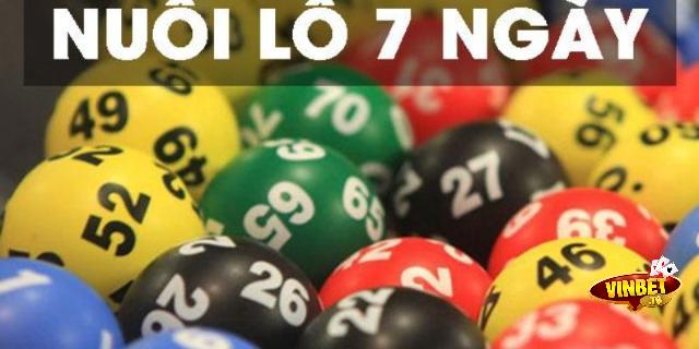 cách nuôi lô khung 7 ngày